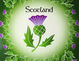Scottish Thistle Coaster